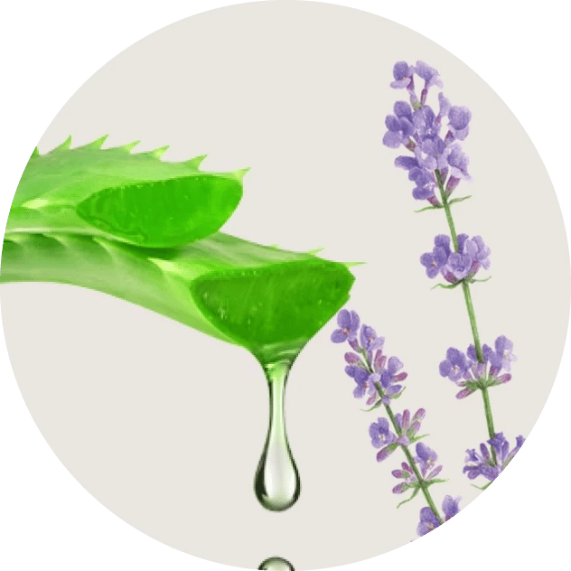 Aloe Vera & Lavender Oil