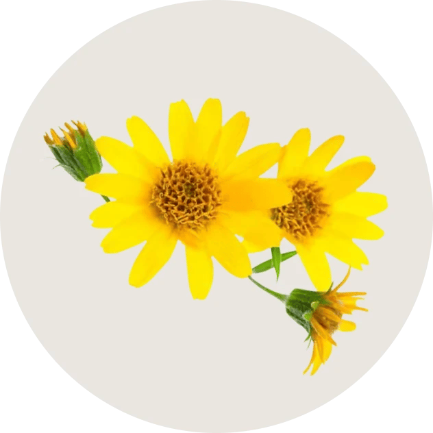Arnica