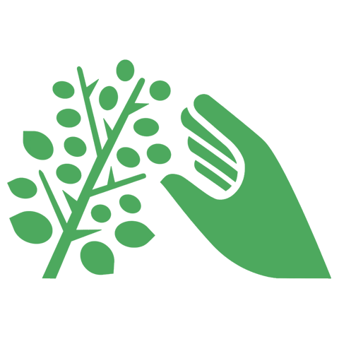 Clean Ingredients